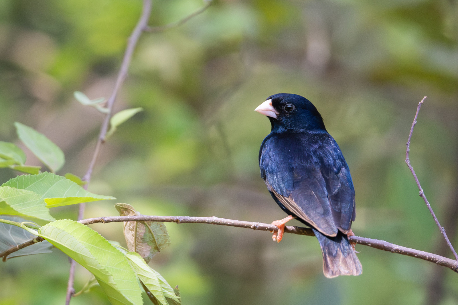 image Village Indigobird